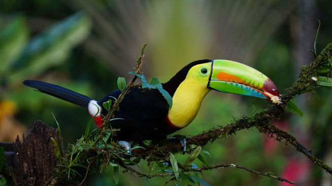wild toucan in tree in Costa Rica 